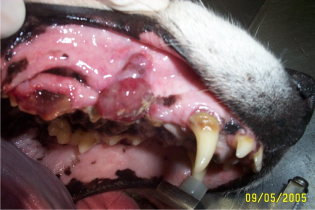 Melanoma Cavidade Oral